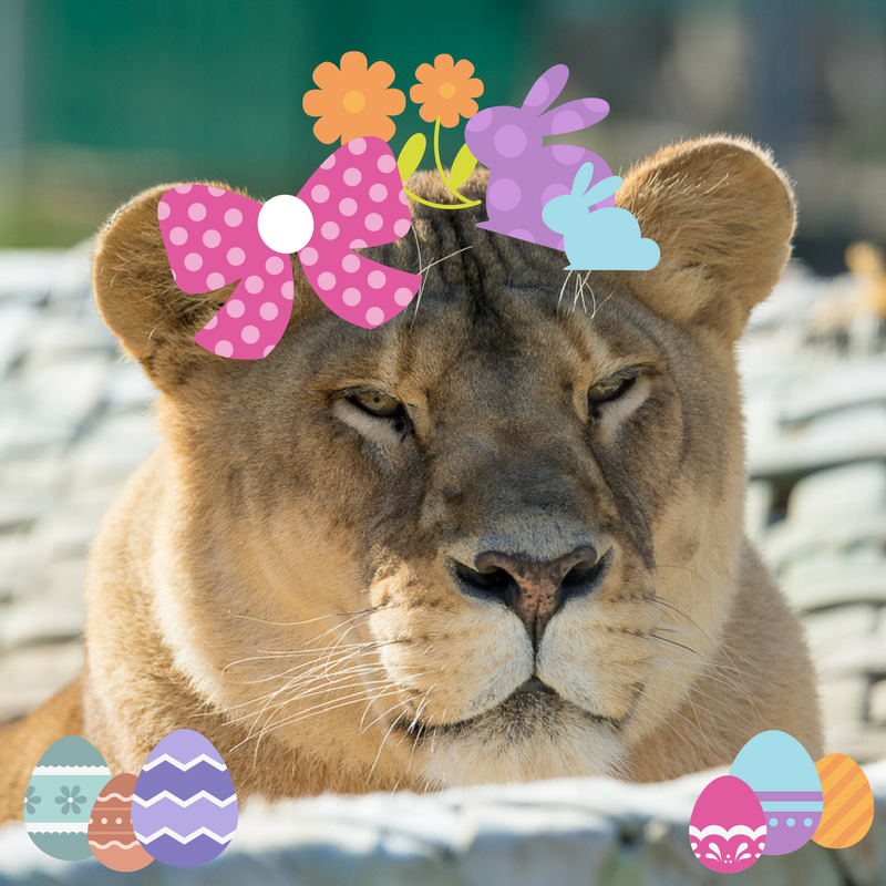 Animal Park’s Eggxotic Egg Hunt