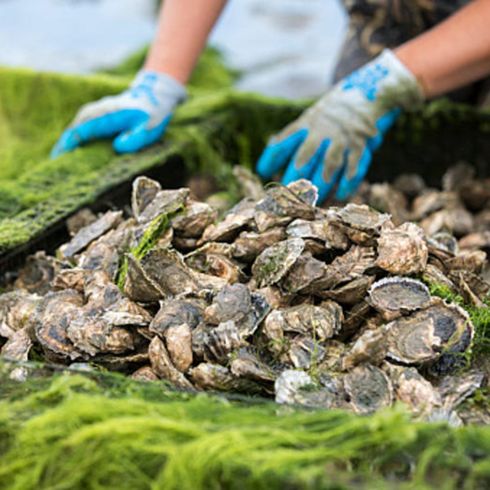Oyster Roast