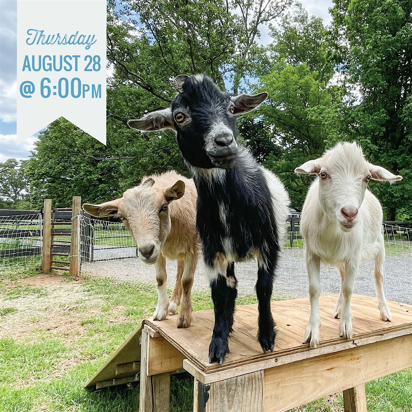 Goat Yoga 8.28.25